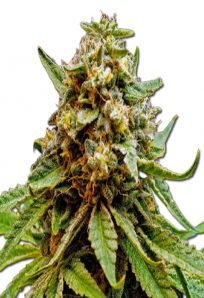 Killer Lemonade Autoflower