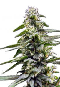 Kings Bread Autoflowering Marijuana Strain