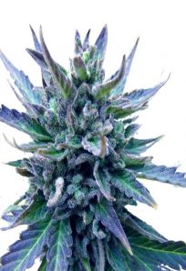 Lambs Breath Feminized Marijuana Seeds