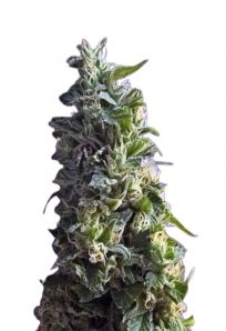 Lime Green Skunk Feminized Marijuana Seeds