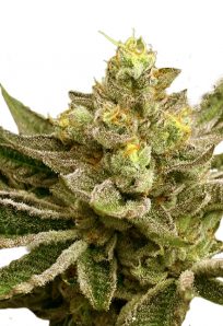 Mint Melon Autoflower