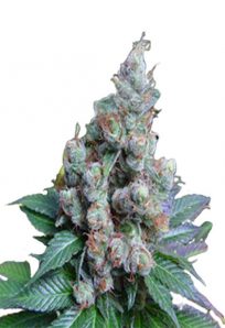 NY Diesel Feminized Marijuana Seeds