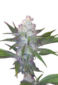 OG Wedding Feminized Cannabis Seeds