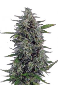Pluto Kush Autoflowering Marijuana Seeds