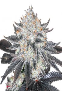 Sex on the Beach Feminized Marijuana Seeds