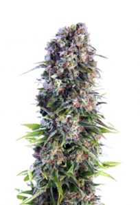 Skunk Autoflower Marijuana Seeds