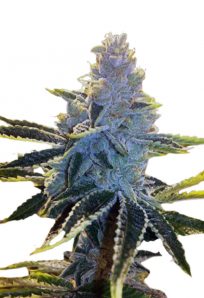 Super Dog Autoflower 1