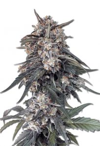 Tang OG Feminized Marijuana Seeds