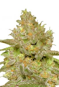 Thin Cookie Dog Autoflower