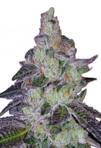 Tropic Thunder Feminized Marijuana Seeds