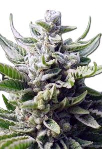 Utopia Feminized Marijuana Seeds