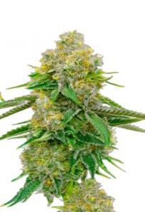 Yumbolt Autoflower Marijuana Seeds