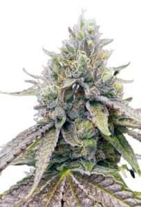 Zkitllez Autoflower Marijuana Seeds