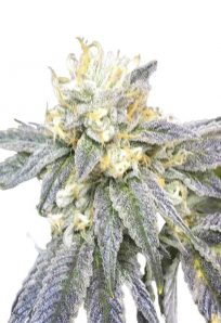 Zkittlez Feminized Marijuana Seeds