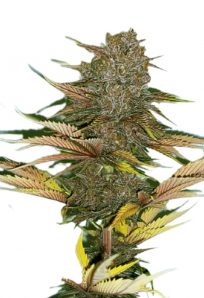 Zodiac Fast Flowering