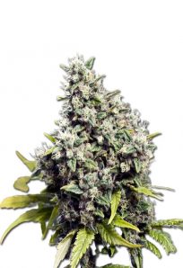 grapefruit