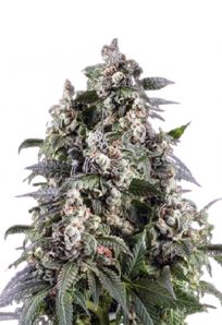 Cafe Racer Autoflower Marijuana Seeds 1