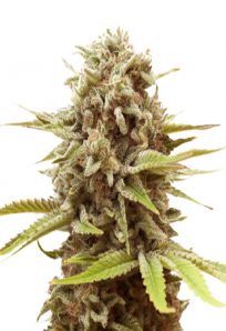 A La Mode Feminized Marijuana Seeds 1