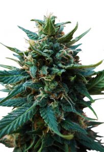 American Pie Feminized Marijuana Seeds 1