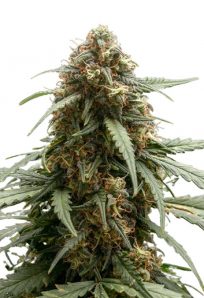 Berry Autoflower Marijuana Seeds
