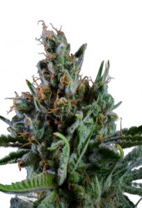 Big Bang Feminized Marijuana Seeds