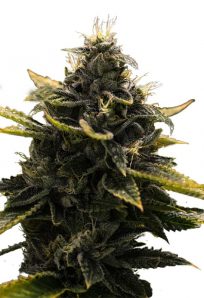 Black Widow Autoflower Marijuana Seeds