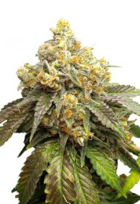 Cake Batter Feminized Marijuana Seeds 1