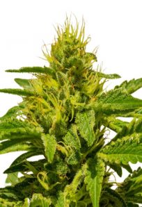 Cataract Kush Feminized Marijuana Seeds 1