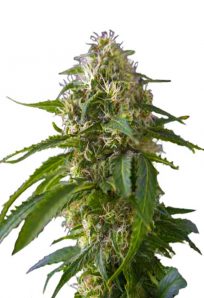 Galaxy Feminized Marijuana Seeds