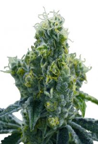 Ice Cream Cake Feminized Marijuana Seeds 1