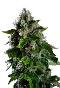 Kalashnikov Feminized Marijuana Seeds 1