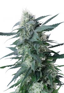 Kings Kush Feminized Marijuana Seeds