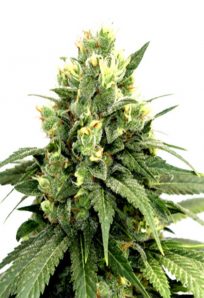 Kosher Cookies Feminized Marijuana Seeds 1