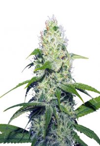 Neapolitan Feminized Marijuana Seeds