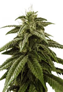 Peanut Butter Cake Feminized Marijuana Seeds