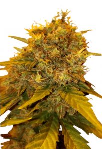 Tutankhamon Autoflower Marijuana Seeds