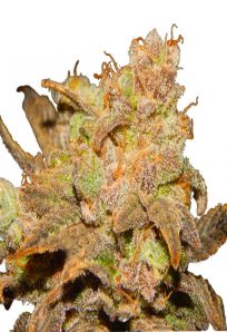 Wembley Autoflower